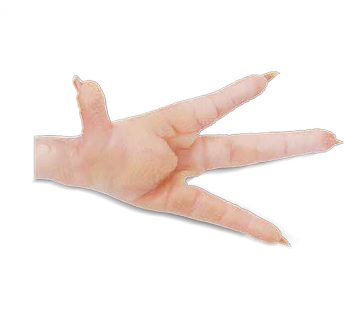 Chicken paw